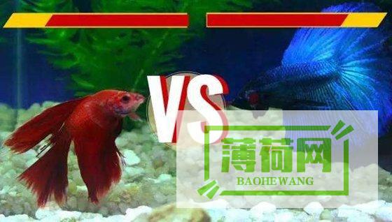 为什么斗鱼tv的网页打不开了 (为什么斗鱼突然死亡)